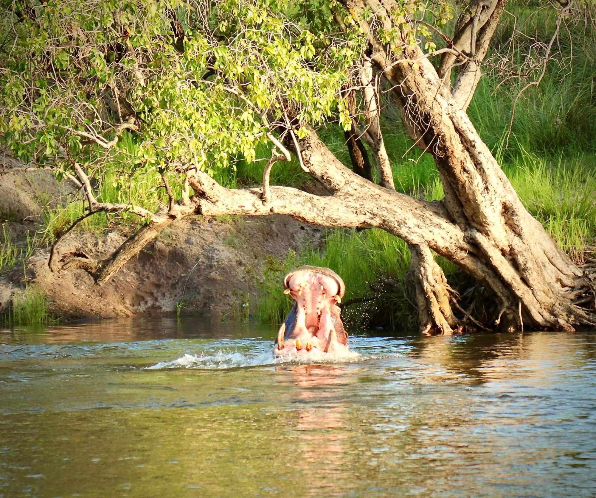 Zambezi Dusk Vila Livingstone Exterior foto