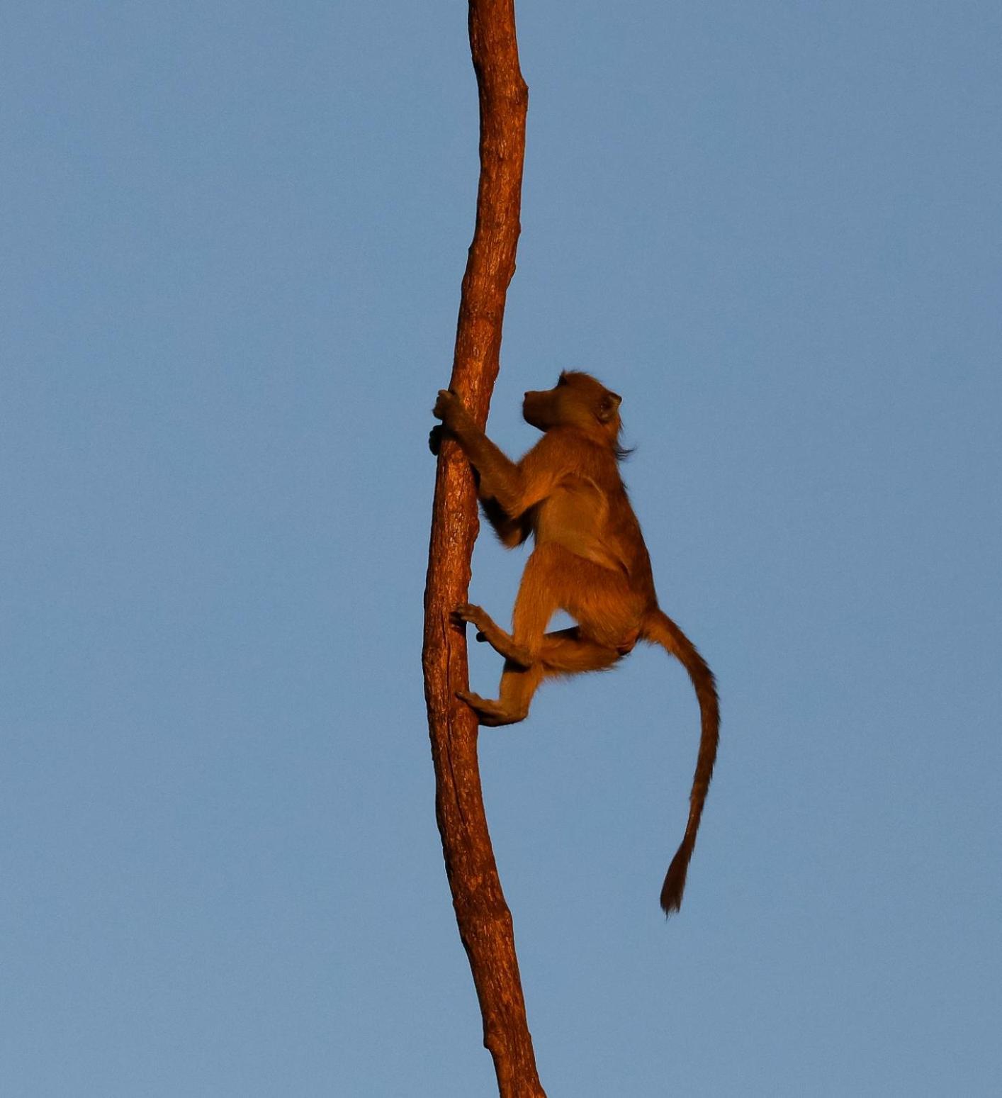 Zambezi Dusk Vila Livingstone Exterior foto